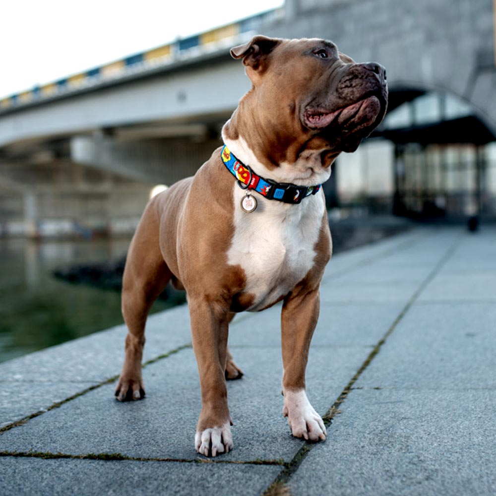 Nylon collar with design