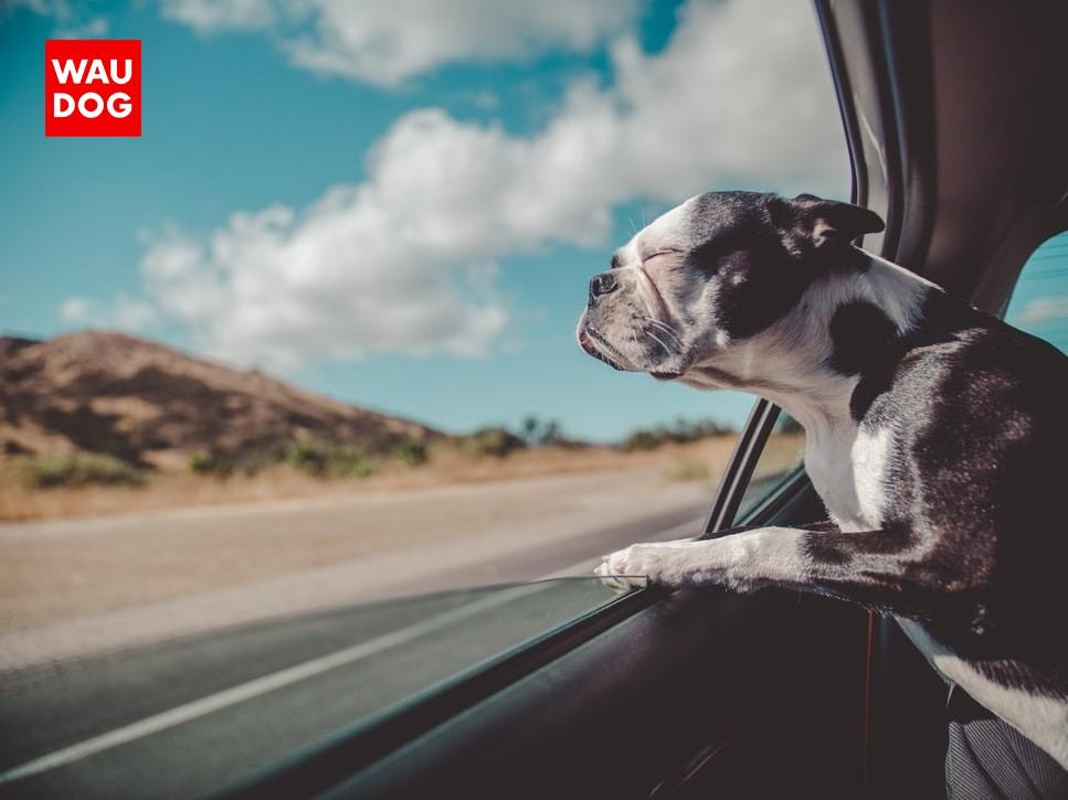 5 ESSENTIAL TIPS FOR TAKING YOUR PUPPY ON A ROAD TRIP