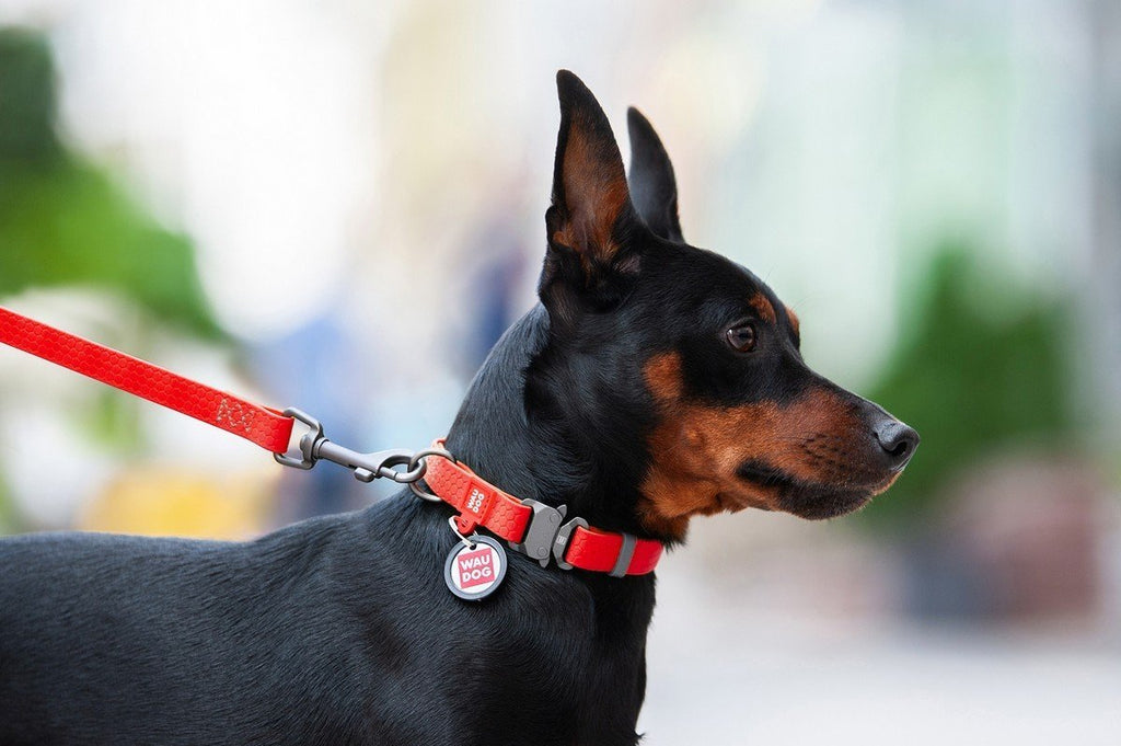 HOW TO ACCUSTOM A DOG TO A COLLAR AND A LEASH?