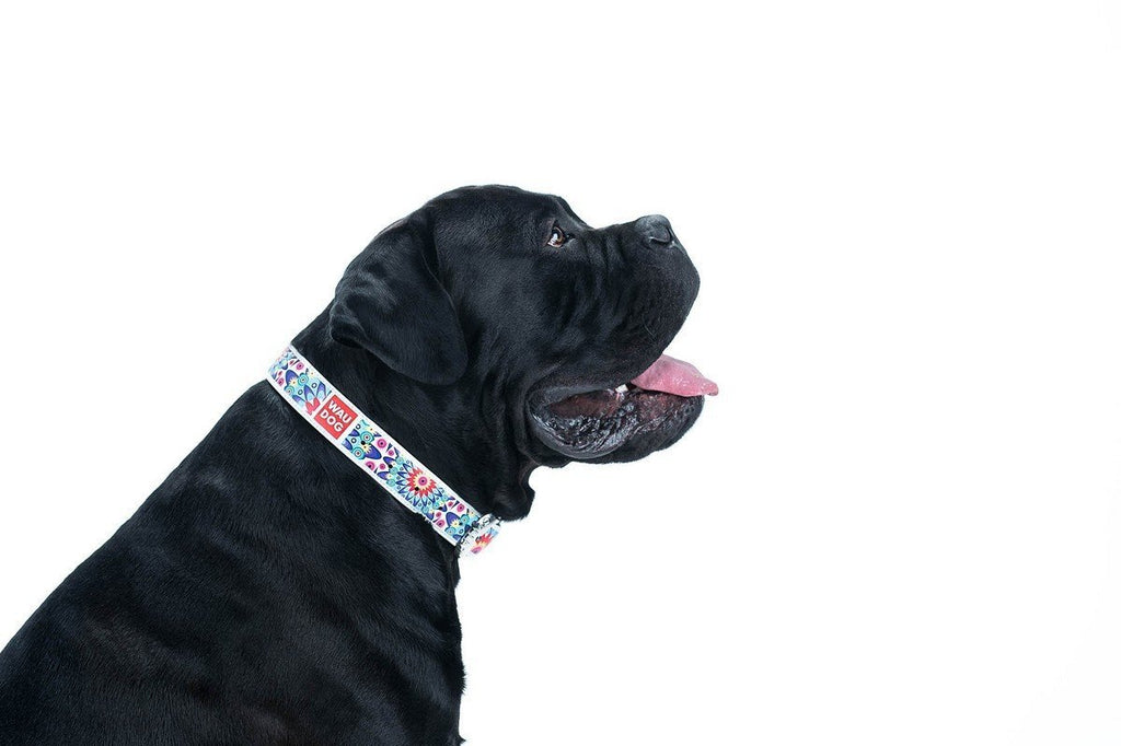 LEATHER COLLAR FOR DOGS