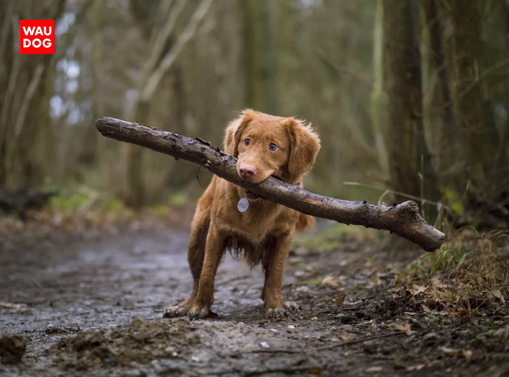 6 USEFUL TIPS FOR TEACHING YOUR DOG