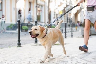 RUNNING WITH THE DOG