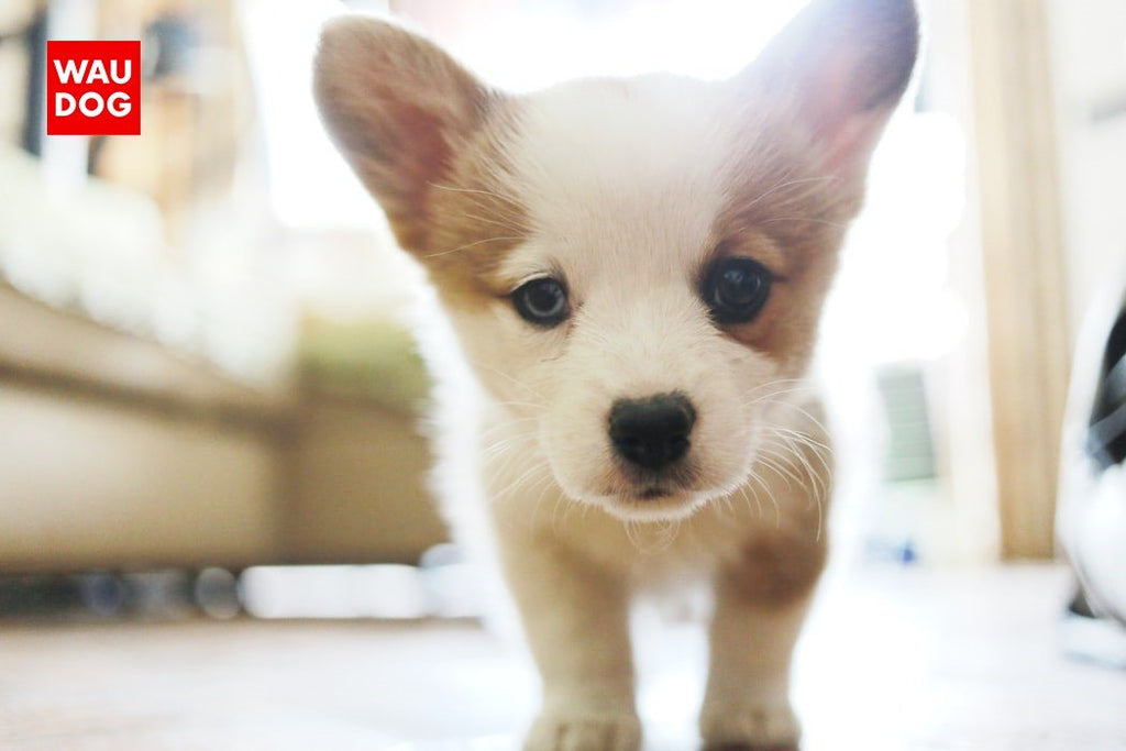 TIPS ON HOW TO PUPPY-PROOF YOUR HOUSE