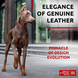 Classic Leather Dog Collar