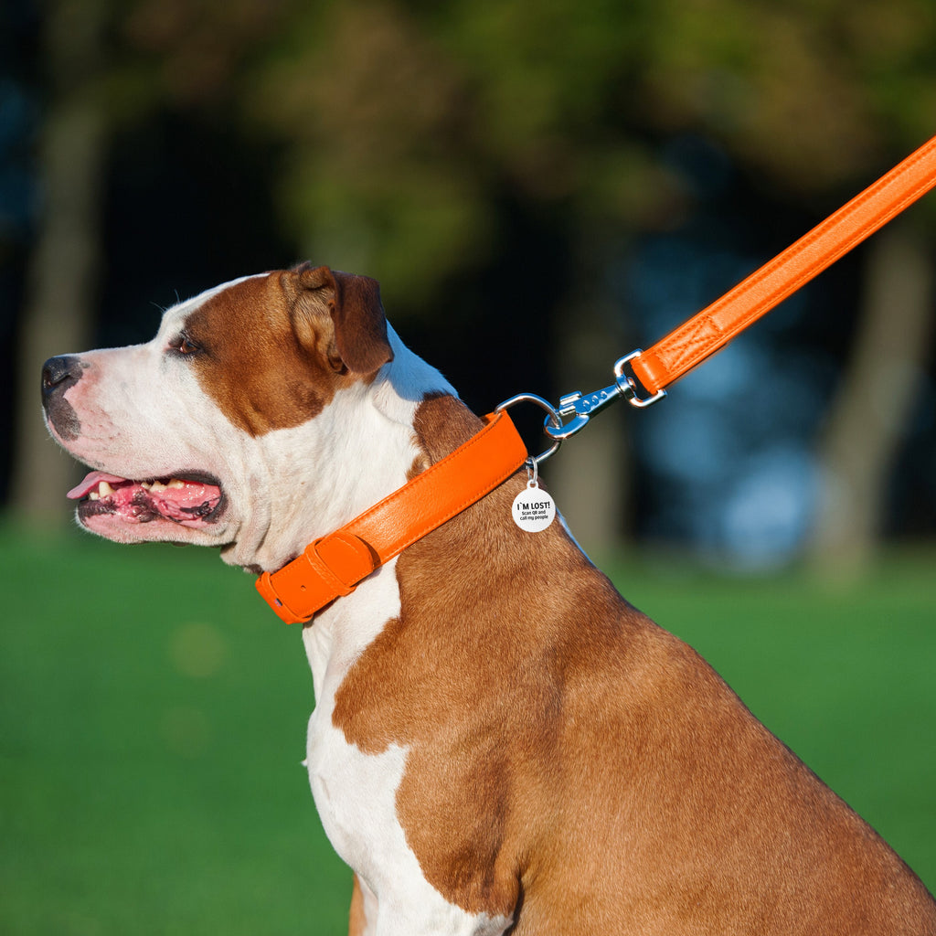 Glamour leather leash for dogs