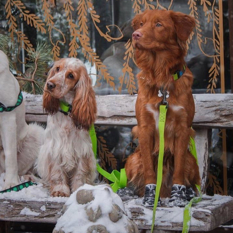 Ultra-modern waterproof dog leash