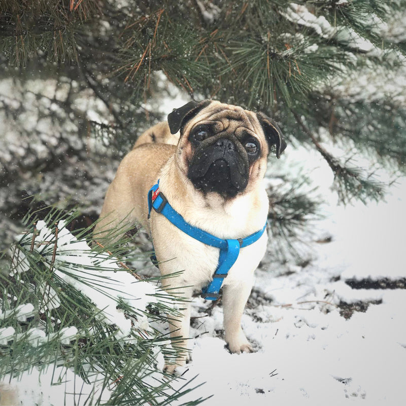 Ultra-modern waterproof step-in harness for dogs