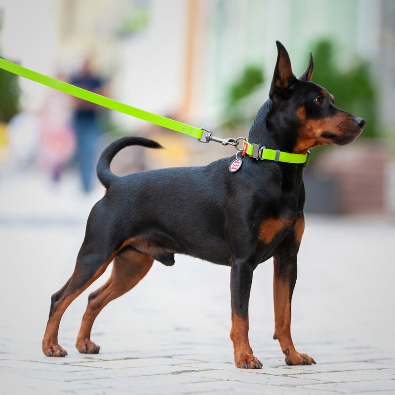 YTFU Girl Dog Collars Small Dog Collars, Female Dog Collars with Safety  Metal Bu