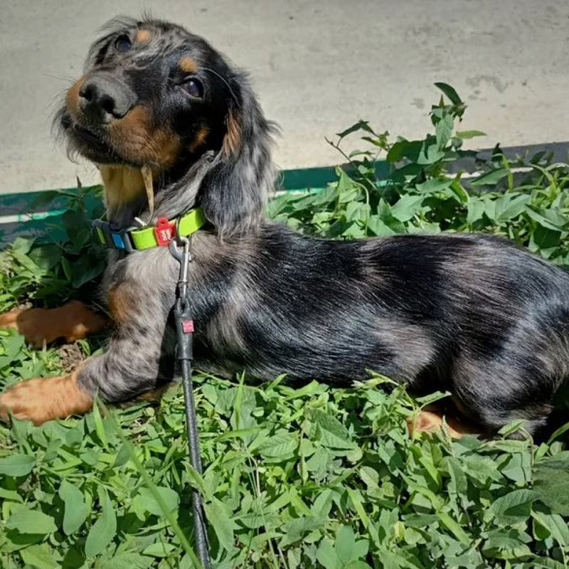 Ultra-modern waterproof dog collar with plastic buckle