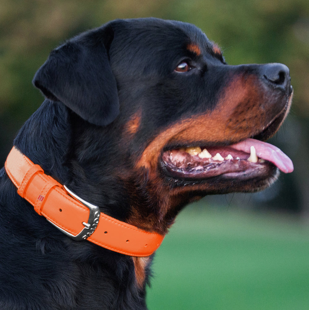 Glamour leather dog collar