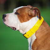 Glamour leather dog collar