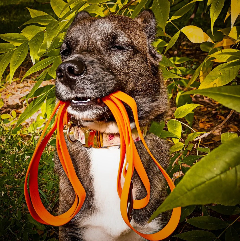 Ultra-modern waterproof dog leash