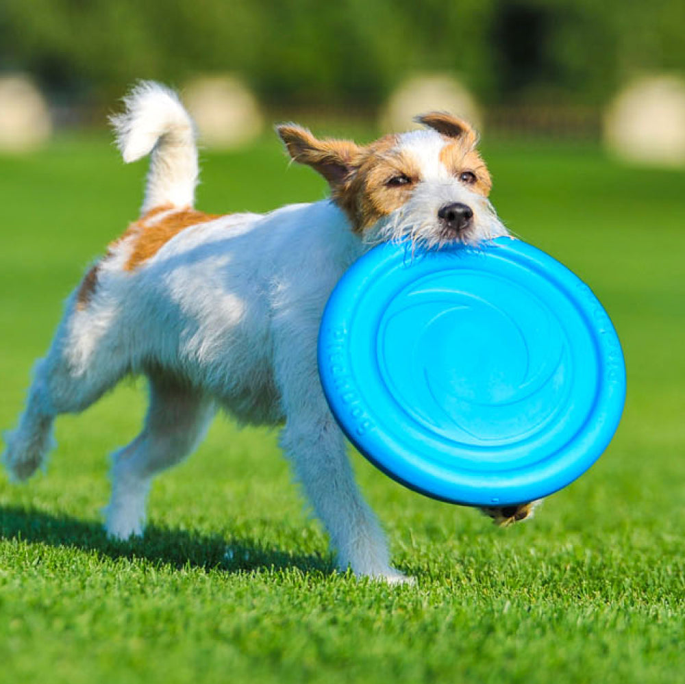 Lightweight and flexible flying disk for dogs