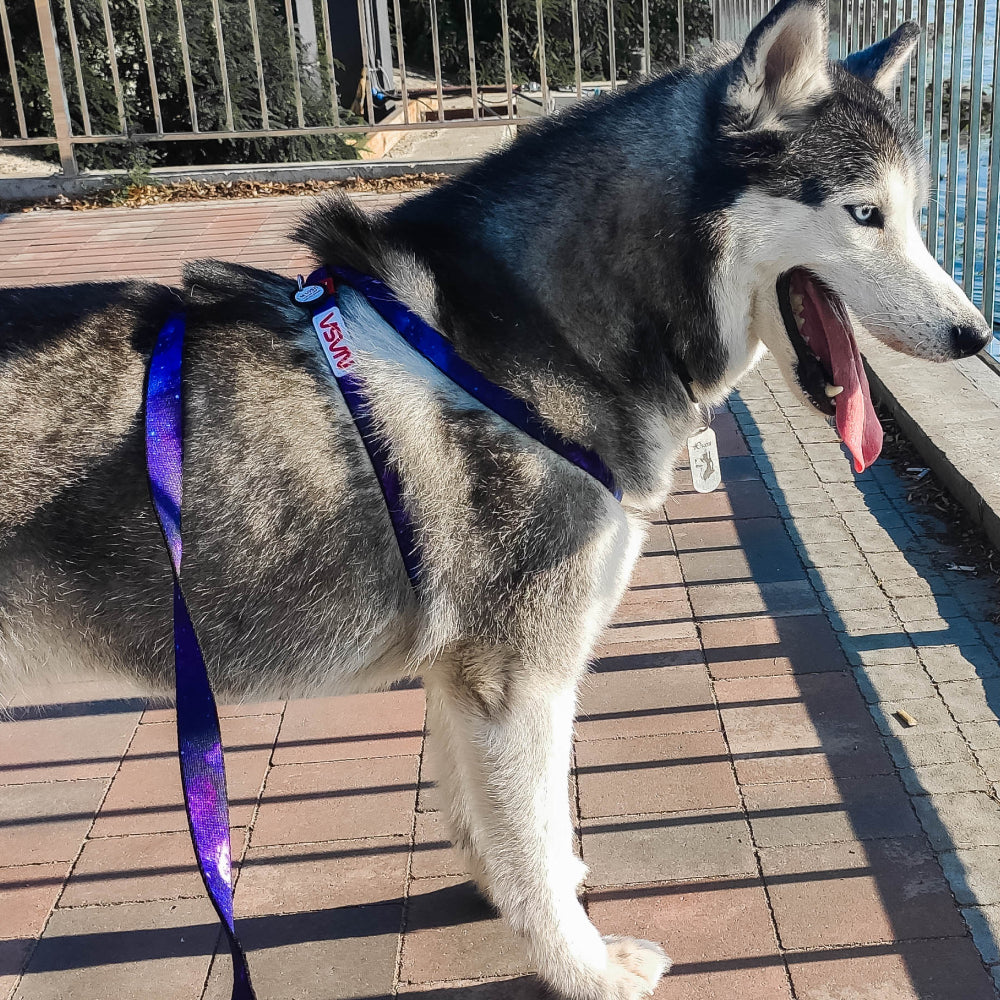 Nylon leash with a unique design for dogs