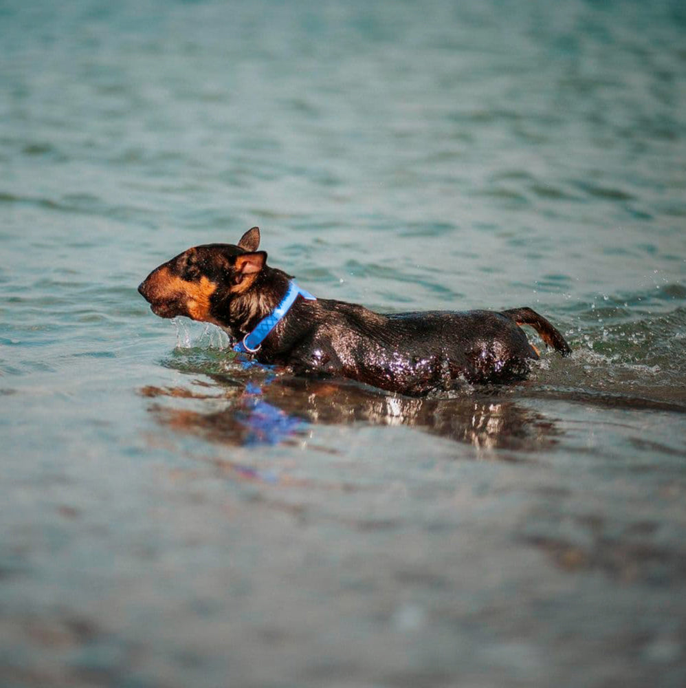 Ultra-modern waterproof dog collar with metal clasp