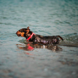 Ultra-modern waterproof dog collar with plastic buckle