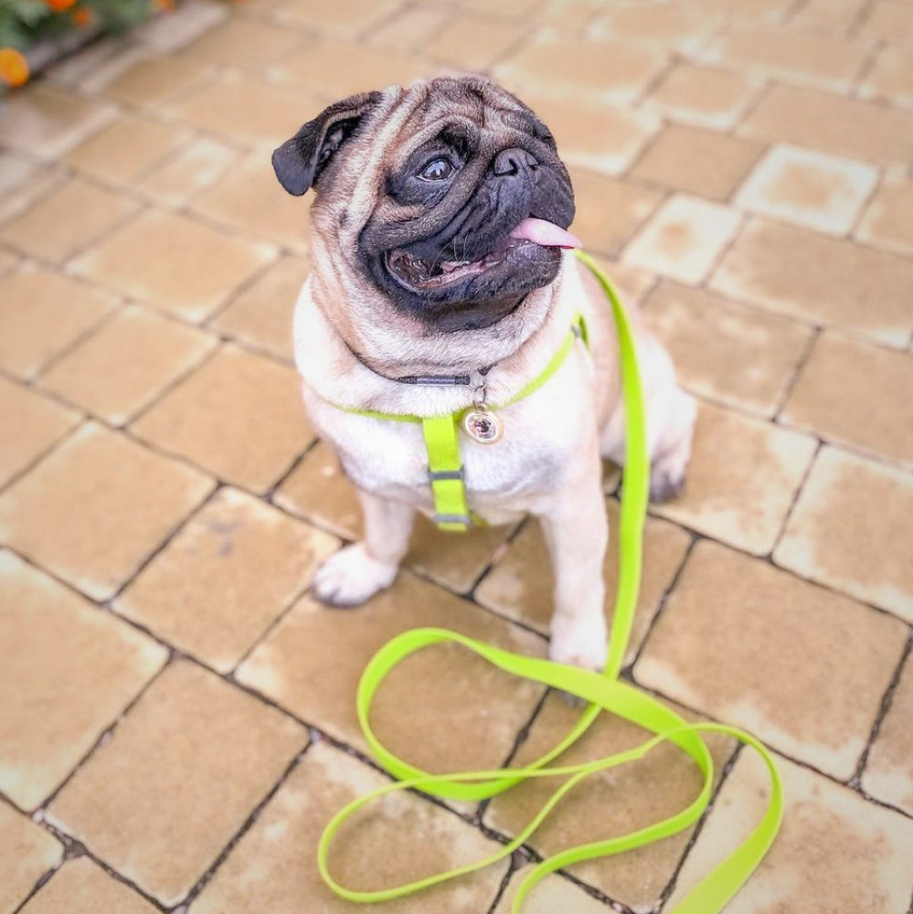 Ultra-modern waterproof step-in harness for dogs