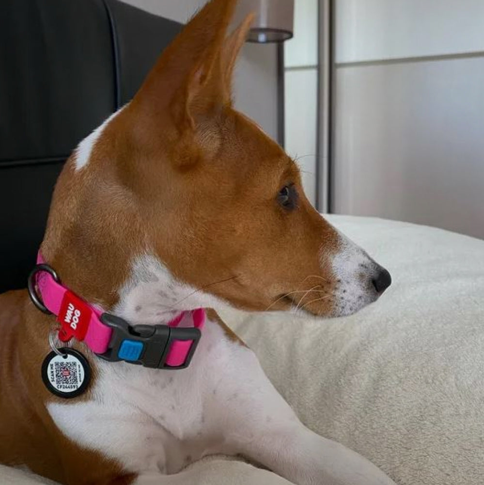 Ultra-modern waterproof dog collar with plastic buckle