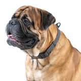 Evolutor - the most durable collar in the world