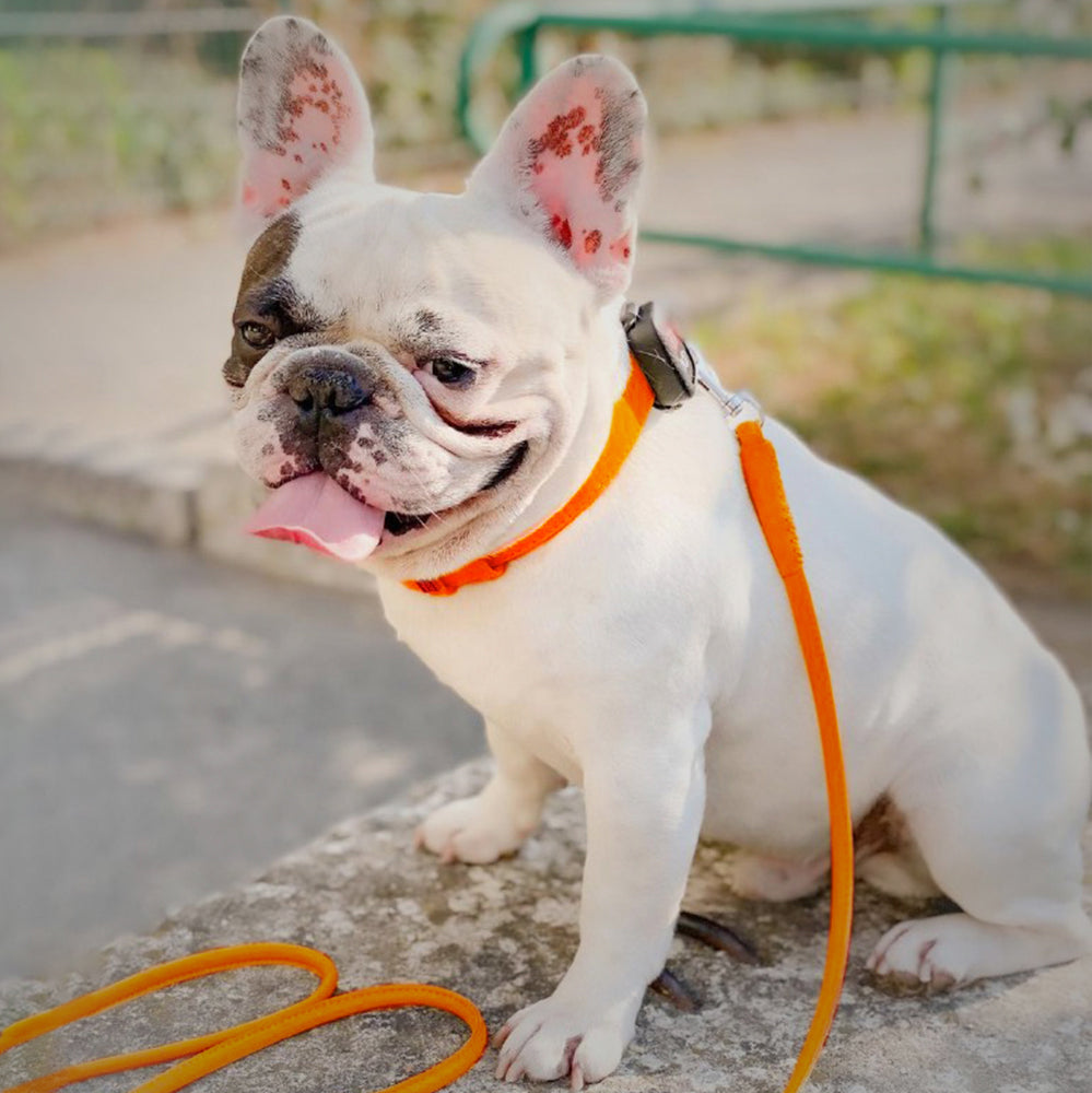 Glamour rolled leather dog leash