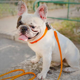 Glamour rolled leather dog leash
