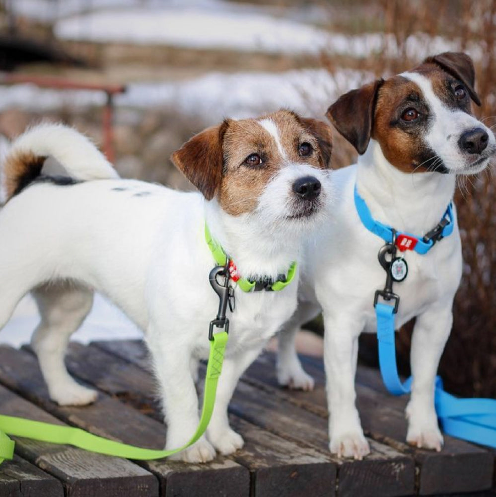 Ultra-modern waterproof dog leash - Main Image