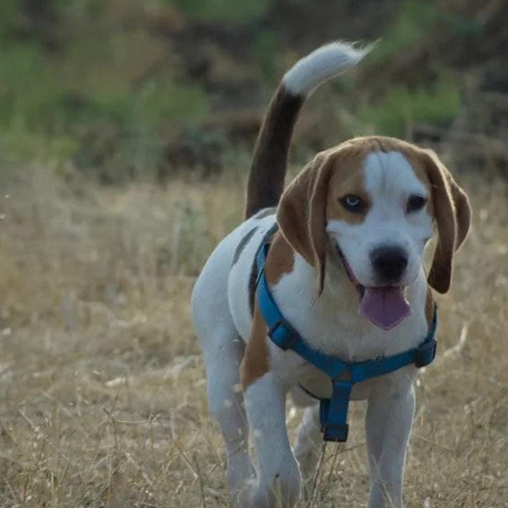 Ultra-modern waterproof step-in harness for dogs