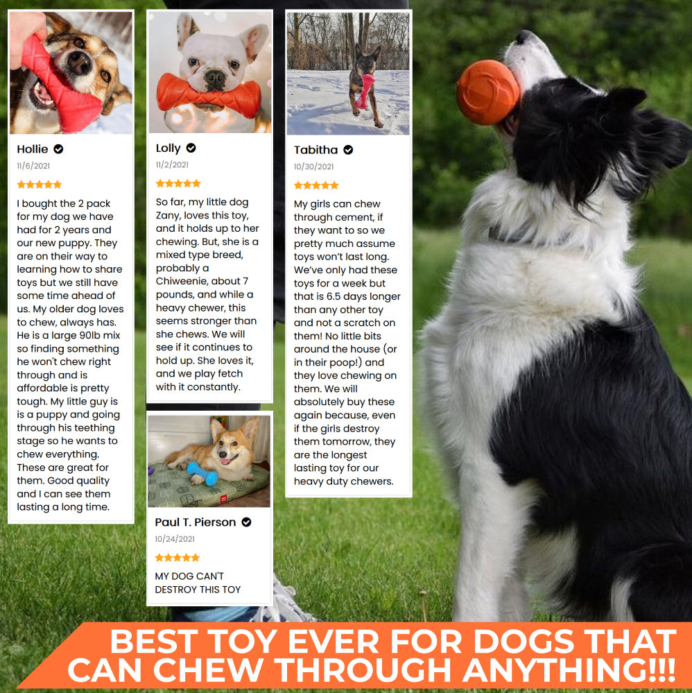Safe and durable barbell-shaped dog toy